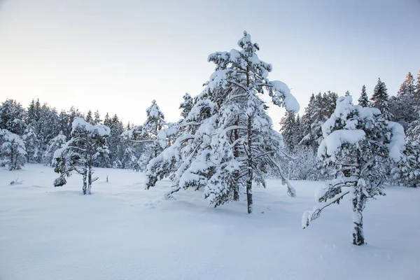 Bellissimo paesaggio invernale albero della neve — Foto Stock