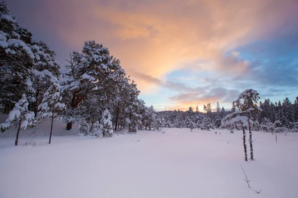 Beau paysage d'hiver arbre à neige — Photo