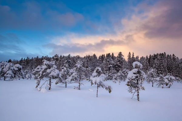 Beautiful winter landscape snow tree — Stock Photo, Image