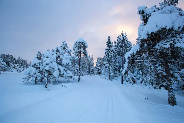 Vackra vinter landskap snö träd — Stockfoto