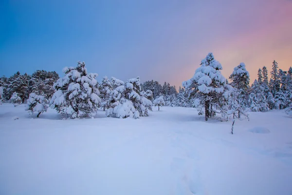 Красивые зимние снежные деревья — стоковое фото