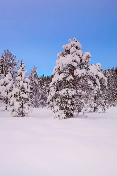 Hermoso paisaje de invierno árbol de nieve — Foto de Stock