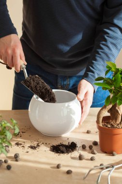 Bahçe, evde dikim. adam taşındıktan ficus houseplant