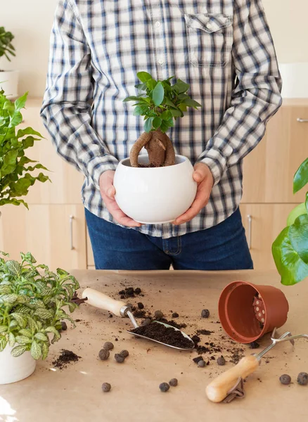 Садоводство, посадка дома. Человек, переселяющий растение фикус — стоковое фото