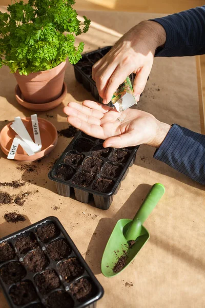 Садоводство, посадка дома. человек сеет семена в прорастающей коробке — стоковое фото