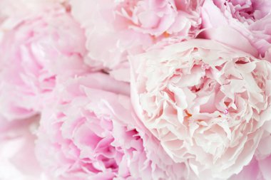 Güzel pembe şakayık çiçeği arka planı