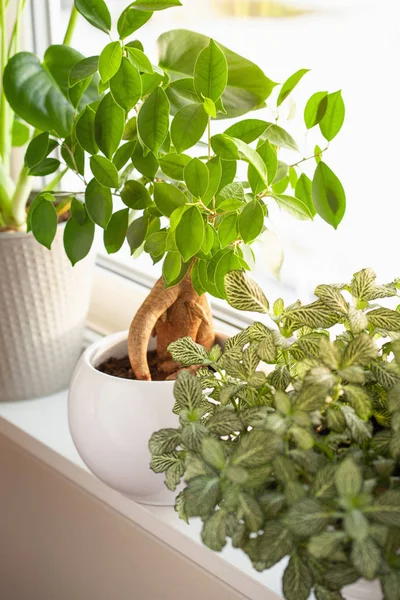 Houseplants Fittonia Monstera Ficus Microcarpa Ginseng White Flowerpots Window — Stock Photo, Image