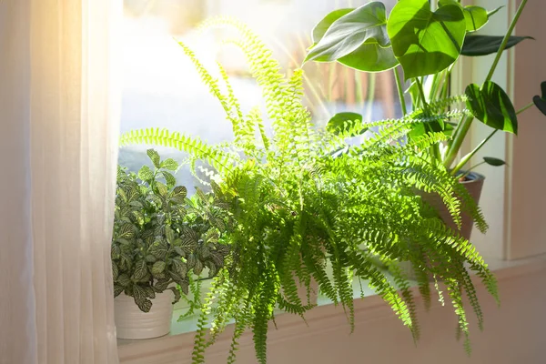 Zimmerpflanzen Fittonia Nephrolepis Und Monstera Weißen Blumentöpfen Fenster — Stockfoto