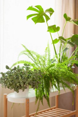 fittonia bitkileri, nephrolepis ve penceredeki beyaz saksılarda canavarlar.
