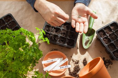 Bahçe, evde dikim. tohum çimlenme kutusunda Ekim adam