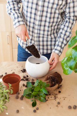 Bahçe, evde dikim. adam taşındıktan ficus houseplant