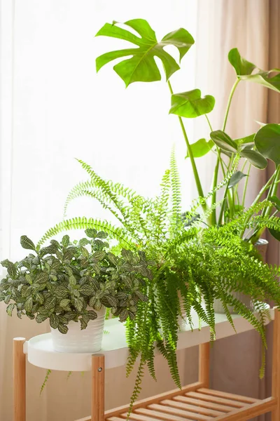 Zimmerpflanzen Fittonia Nephrolepis Und Monstera Weißen Blumentöpfen Fenster — Stockfoto