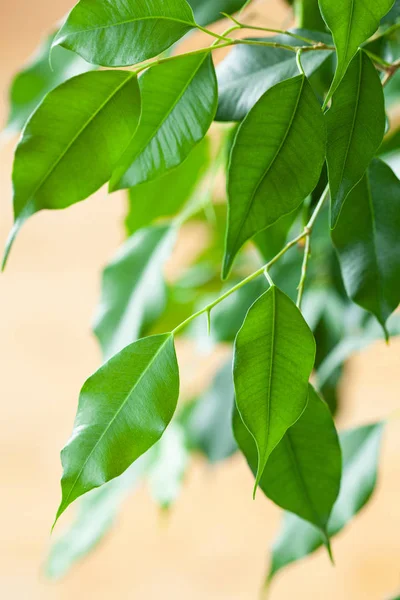 Ficus Benjamina Planta Interior Verde Grande —  Fotos de Stock