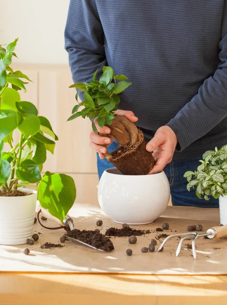 Trädgårdsskötsel Plantera Hemma Mannen Omplacerande Ficus Krukväxt — Stockfoto