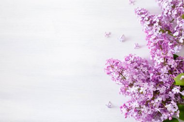 Beyaz arka planda güzel leylak çiçekleri