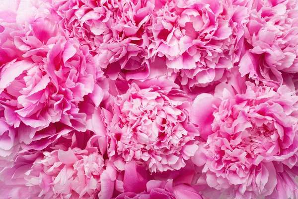 Schöne Rosa Pfingstrose Blume Hintergrund — Stockfoto
