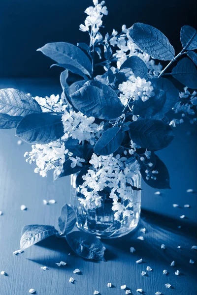 Trend Color Year 2020 Classic Blue Bird Cherry Blossom Vase — Stock Photo, Image