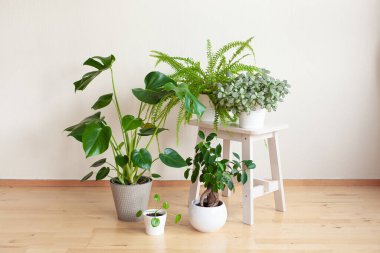 houseplants fittonia, monstera, nephrolepis and ficus microcarpa ginseng in white flowerpots clipart