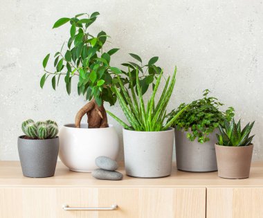 yeşil bitkiler kaktüs sulu aloe vera, gasteria duval, pilea depresisa, parodia warasii, ficus
