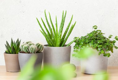 Yeşil bitkiler sulu aloe vera, gasteria duval, pilea depresisa, parodia warasii