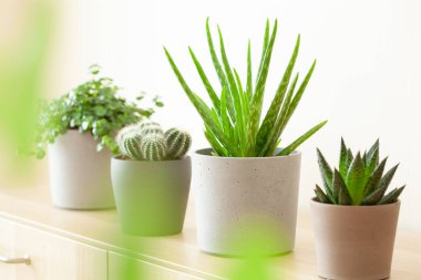 yeşil bitkiler kaktüs sulu aloe vera, gasteria duval, pilea depresisa, parodia warasii