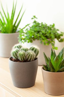 yeşil bitkiler kaktüs sulu aloe vera, gasteria duval, pilea depresisa, parodia warasii