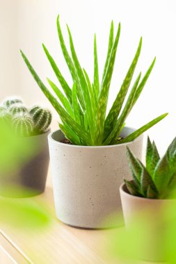 yeşil bitkiler kaktüs sulu aloe vera, gasteria duval, parodia warasii