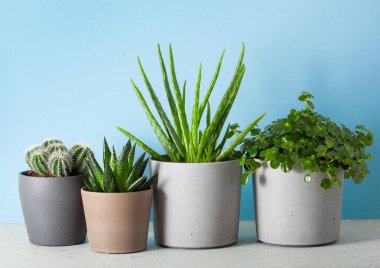 yeşil bitkiler kaktüs sulu aloe vera, pilea depresisa, gasteria duval, parodia warasii