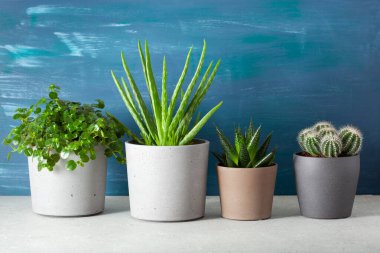 yeşil bitkiler kaktüs sulu aloe vera, pilea depresisa, gasteria duval, parodia warasii
