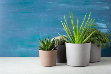 yeşil bitkiler kaktüs sulu aloe vera, pilea depresisa, gasteria duval, parodia warasii
