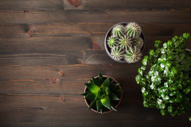 Yeşil bitkiler düz yatar kaktüs sulu gasteria duval, parodia warasii, pilea depresisa