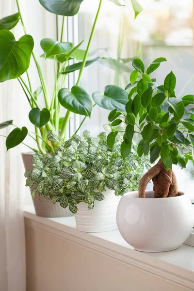 Grüne Zimmerpflanzen Fittonia Monstera Und Ficus Microcarpa Ginseng Weißen Blumentöpfen — Stockfoto
