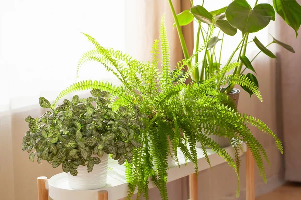 Зеленые Растения Фиттония Нефролепис Монстра Белых Цветочных Горшках Окне — стоковое фото