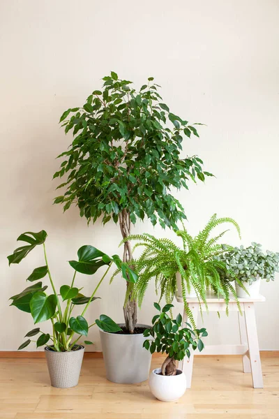 Tanaman Rumah Ficus Benjamina Fittonia Monstera Nephrolepis Dan Ficus Microcarpa — Stok Foto