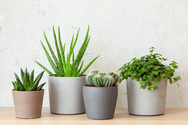 Gröna Krukväxter Saftig Aloe Vera Gasteria Duval Pilea Depressa — Stockfoto