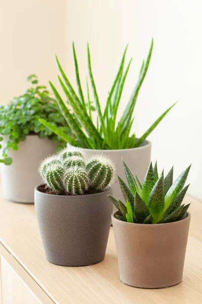 Hijau Tanaman Rumah Tangga Lezat Buaya Buaya Duval Gasteria Pilea — Stok Foto