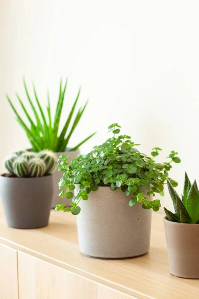 Hijau Tanaman Kaktus Lezat Aloe Vera Duval Gasteria Pilea Depressa — Stok Foto