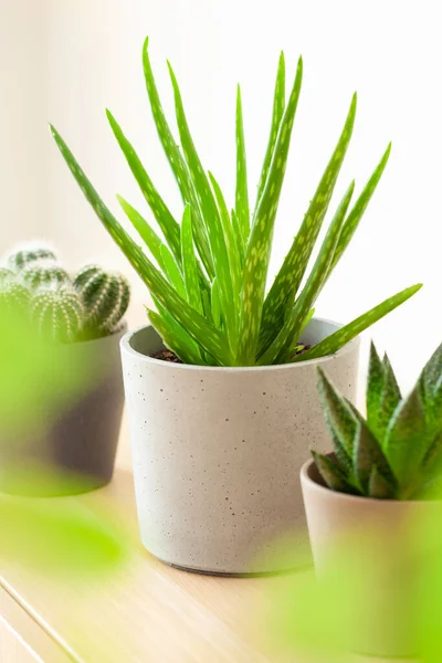 Plantas Interior Verde Cactus Suculentas Aloe Vera Gasteria Duval Parodia — Foto de Stock