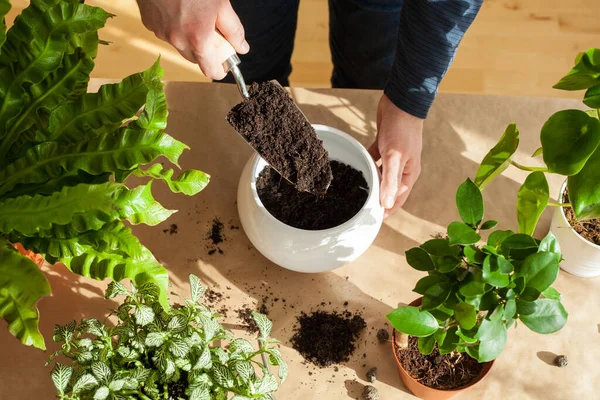 Jardinagem Plantio Casa Homem Realocação Ficus Planta Sala — Fotografia de Stock