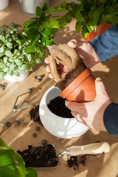 Tuinieren Planten Thuis Man Verhuizen Ficus Kamerplant — Stockfoto