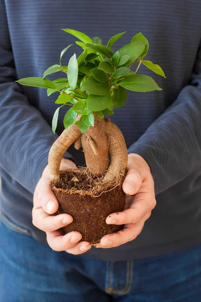 Tuinieren Planten Thuis Man Verhuizen Ficus Kamerplant — Stockfoto