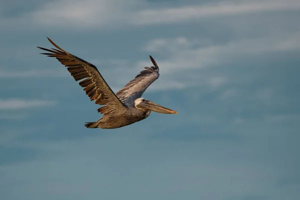 Brown pelican fly over sea. — Stock Photo, Image