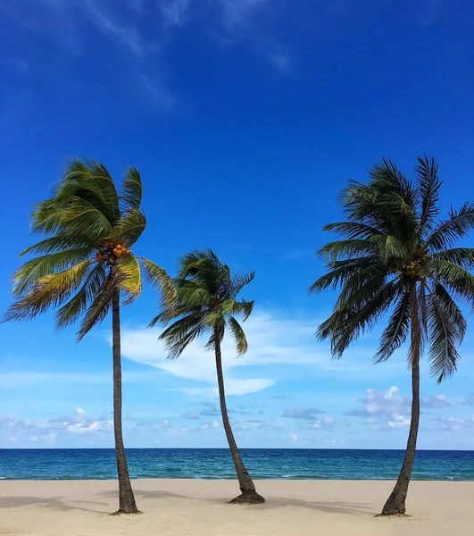 Ongerepte tropisch strand met palmen — Stockfoto