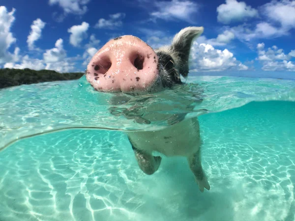 Porco selvagem e nadador no Big Majors Cay — Fotografia de Stock