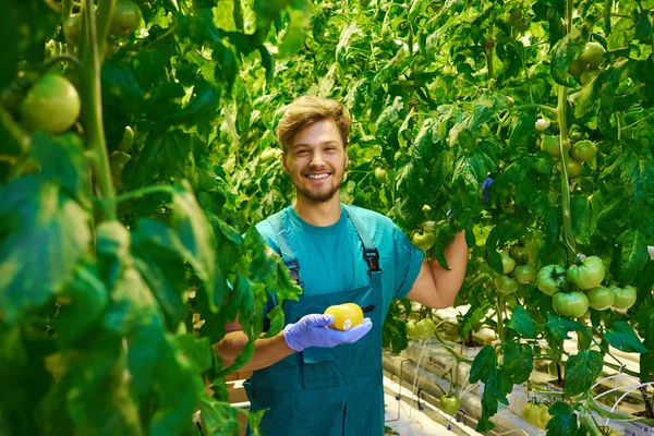 Freundlicher Agronom überprüft Tomaten im Gewächshaus — Stockfoto