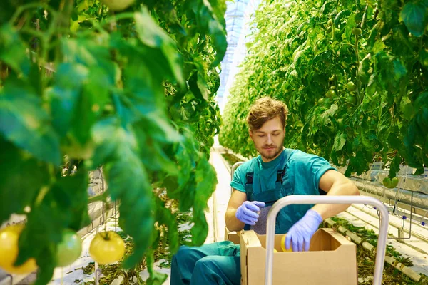 Attraktiver Mann erntet Tomaten im Gewächshaus — Stockfoto