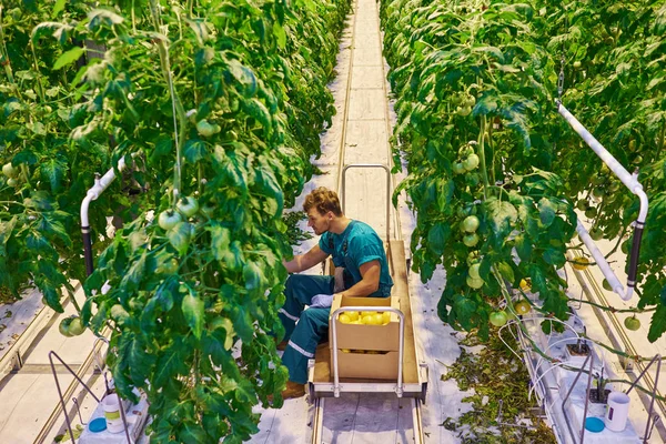 Atraktivní muž sklizně rajčat ve skleníku — Stock fotografie