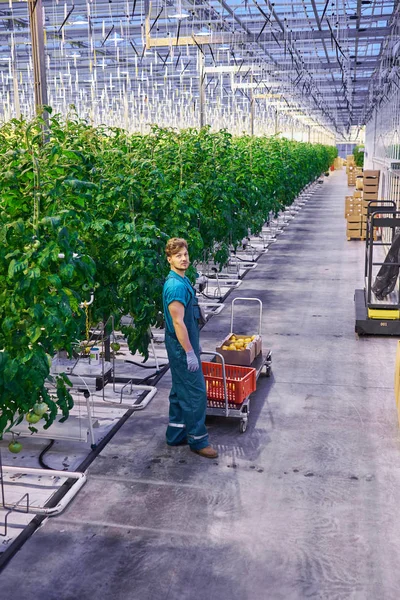 Freundlicher Bauer bei der Arbeit im Gewächshaus. — Stockfoto