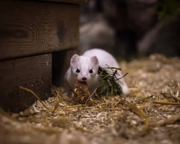 Niedliches weißes Wiesel im kleinen Heimatzoo — Stockfoto