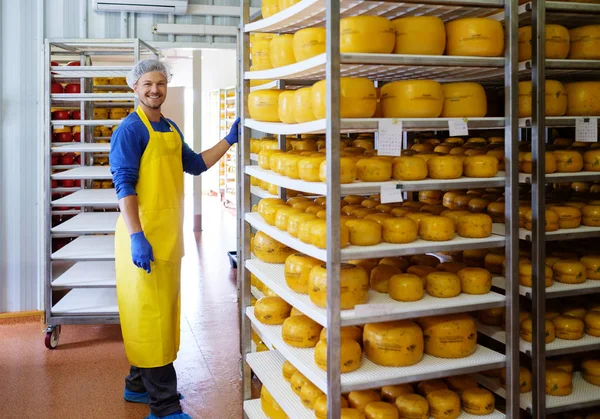 Knappe kaasproducent is het controleren van kazen in zijn werkplaats opslag. — Stockfoto